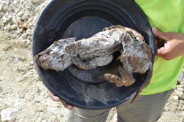 کشف مومیایی توله گرگی متعلق به عصر یخبندان
