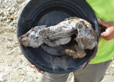 کشف مومیایی توله گرگی متعلق به عصر یخبندان