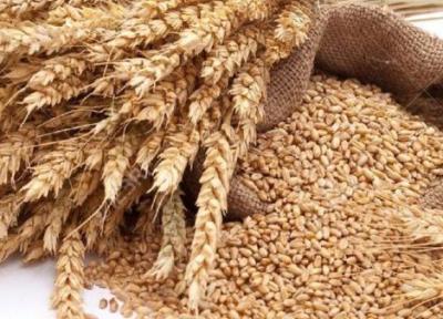 آغاز بکار بوجاری گندم بذری شوش