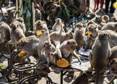 تور لحظه آخری تایلند: خوشحالی میمون های تایلند از بازگشت گردشگران