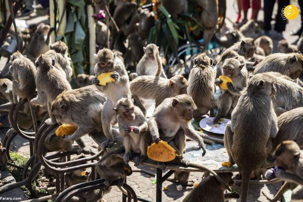 تور لحظه آخری تایلند: خوشحالی میمون های تایلند از بازگشت گردشگران