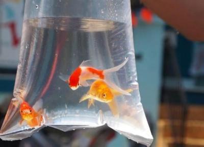 چه کار هایی عمر ماهی قرمز را کم می نماید؟