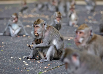 روایت هایی عجیب از حملات مرگبار میمون ها به انسان