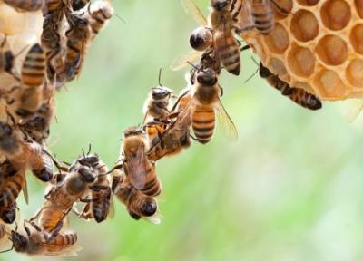 فستون کردن؛ حرکت حرفه ای زنبور عسل!